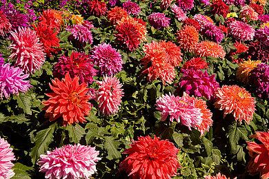 《黎明杀机》“生化危机篇”DLC今日发布 追踪者化身屠夫