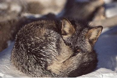 街机游戏《麒麟加农舞者》复活登陆PS4和Switch