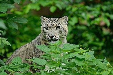 《符文工厂5》现身Steam后台 或将在7月13日发售